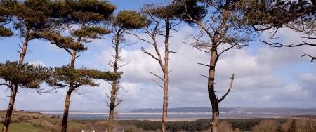 5 very tall trees, sparsely planted, with Llanmadoc village and the Lloughor Estuary in the background.