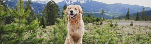 Big sky deals kennels golden retrievers