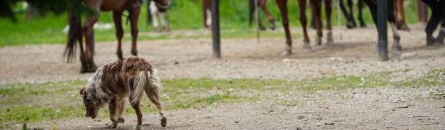 Dog Friendly Hikes in Big Sky