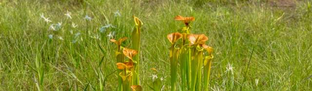Where to See Flowers in NC's Brunswick Islands