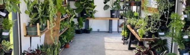 Plants Shop in Huntsville, AL : Pure Joy Plants