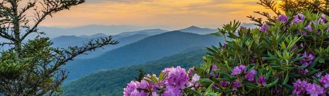 In Full Bloom: Your Ultimate Guide to the Flowering Season in Jackson  County, N.C.