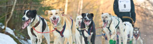 An Insider s Guide to CopperDog 150
