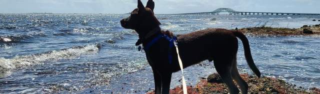 Long beach clearance island dog beach