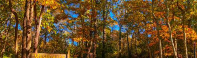 Birds of Prey on the Meadow with Autumn Forest in the Background