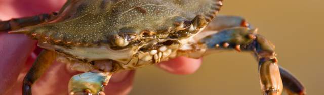 Catch, Clean and Cook the Freshest Seafood on the Outer Banks