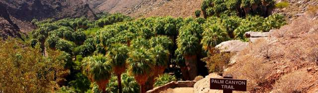 Palm Canyon Palm Springs: Indian Canyons Oasis & Hiking Guide