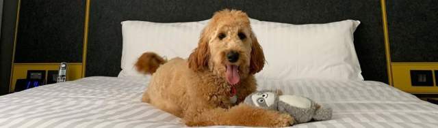 Dog friendly top hotels perthshire