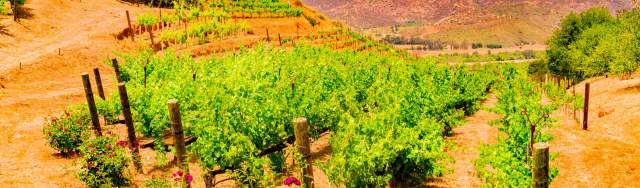 Winery outlet san diego