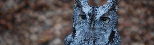Whooo's That? Spend an Evening Listening for Owls at the Kellogg