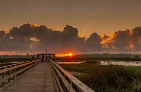 Cattail Marsh Boardwalk Sunrise