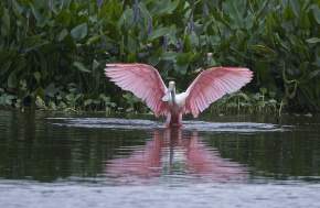 Roseate Spoonbill at Cattail Marsh in Beaumont, TX.