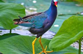 bird