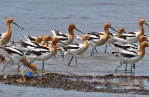 Migratory birds on Texas Gulf Coast