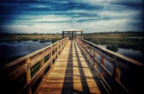 Cattail Marsh Boardwalk In Beaumont, TX