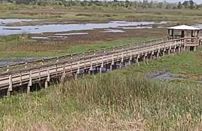 Cattail Marsh Boardwalk and Marsh in Beaumont, TX