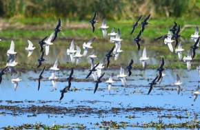 Flock of Birds on Texas Gulf Coast