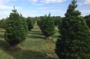 Beavers' Christmas Tree Farm