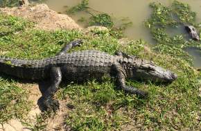 Gator Country Swamp Tours