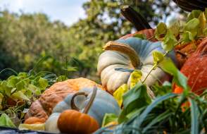 Cluster of pumpkins and gourds at Bellingrath Gardens & Home
