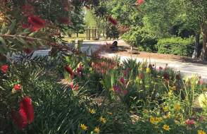 Flowering plants along a path