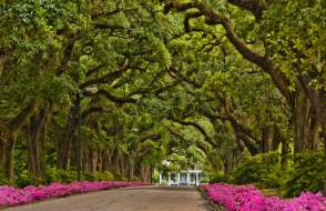 street lined with oak trees and azaleas leading to a historic building