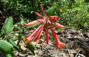 close up of a flower