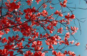 Tree with red blooms
