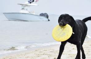 Dog on the beach with a frisbee in his mouth