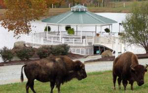 Sunset Ridge Buffalo Farm