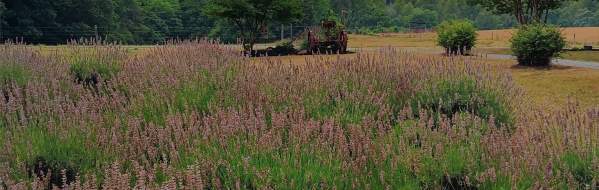Hometown Lavender Farm