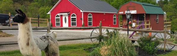 Infinity Acres Ranch
