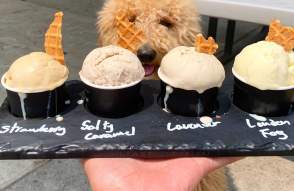 Dog looking at a ice cream flight at Blank Slate