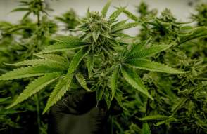 Marijuana 101: Cannabis in Ann Arbor