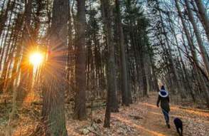 Trails in Winter with dog