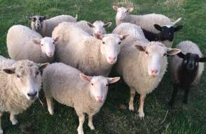 Domino's Petting Farm