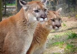 Manitowoc Lincoln Park Zoo