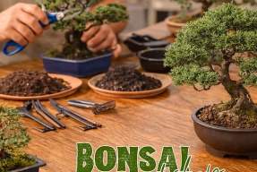 Beginner Bonsai 101