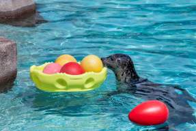 Egg Day Brunch Buffet