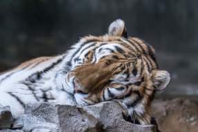 Family Free Day at the Zoo