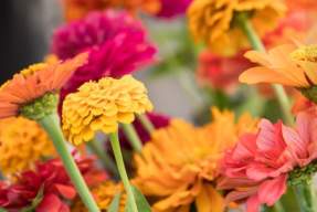 Tosa Farmers Market - Sneak Peek!