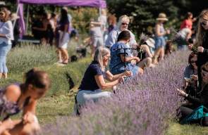 Everything to Know About Milan's Lavender Harvest Festival