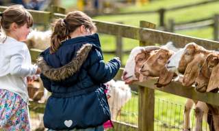 Cotswold Farm Park named among world’s top attractions with Tripadvisor Travelers’ Choice Award 2026
