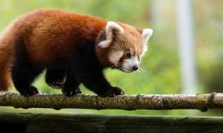 COL - Gallery Image - Colchester Zoo Red Panda