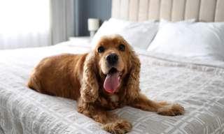 Dog on bed
