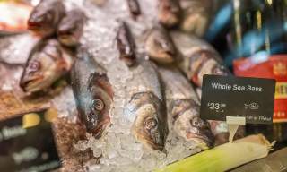 Seabass on ice at the fishmongers