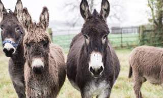 Celebrate World Donkey Day in Devon