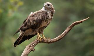 buzzard on a branch