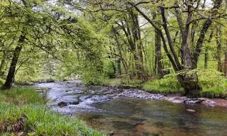 Bampton