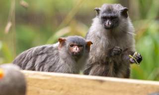 Meet Ernie and Edwina, Dartmoor Zoo’s newest, micro couple!
